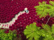 Ravensburger Ein Meer aus Rot 500 Teile Puzzle