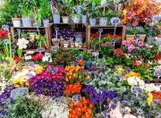 Ravensburger Puzzle  Blumenmarkt, Frankreich 500 Teile