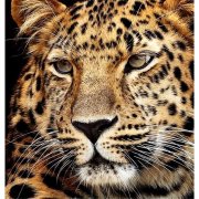 Diamond Painting Jaguar Kopf 40x30 cm