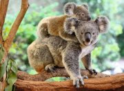Ravensburger Kinderpuzzle - 12945 Koalafamilie - Tier-Puzzle für Kinder ab 8 Jahren, mit 200 Teilen im XXL-Format
