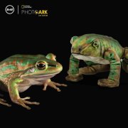 Steiff National Geographic Froggy Frosch, grün 12 cm
