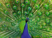 Ravensburger Pfau 500 Teile Puzzle