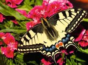 Ravensburger Schmetterling 500 Teile Puzzle