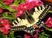Ravensburger Schmetterling 500 Teile Puzzle